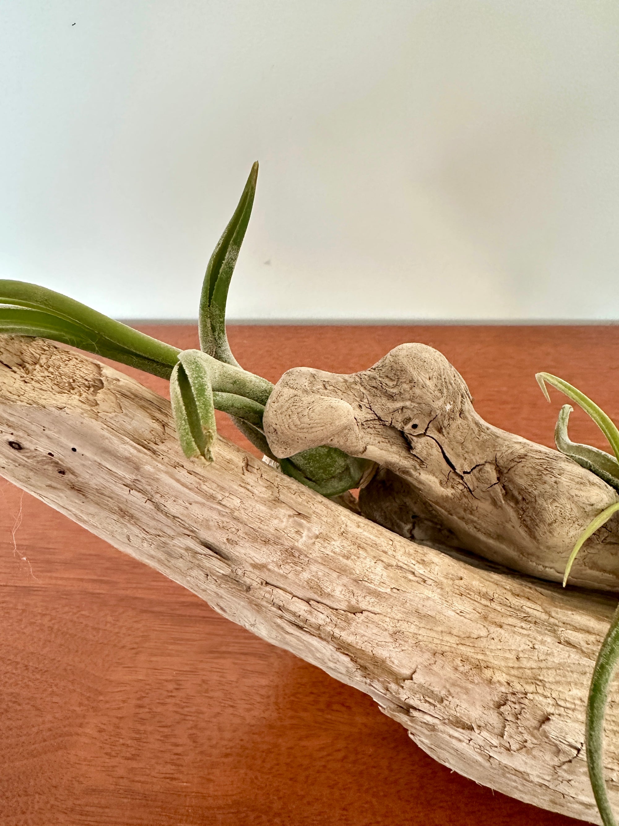 tillandsia sur bois de mer