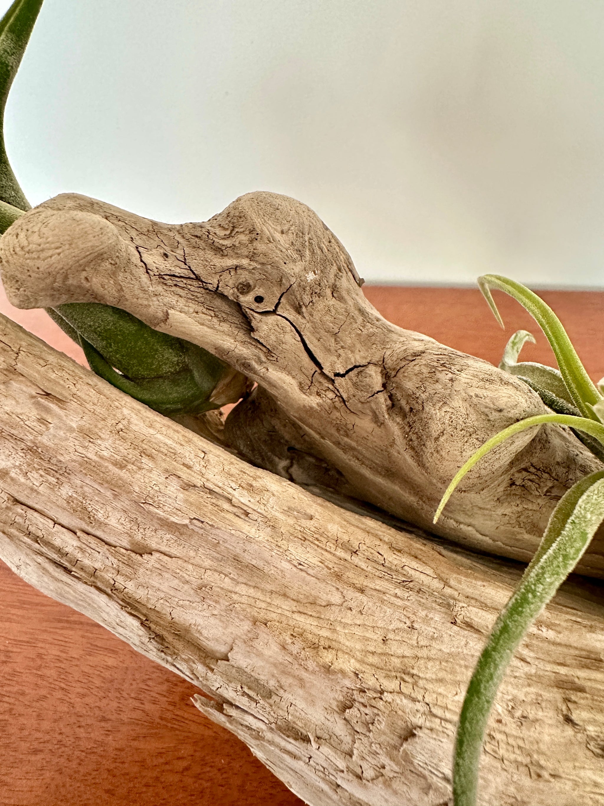 tillandsia sur bois de mer