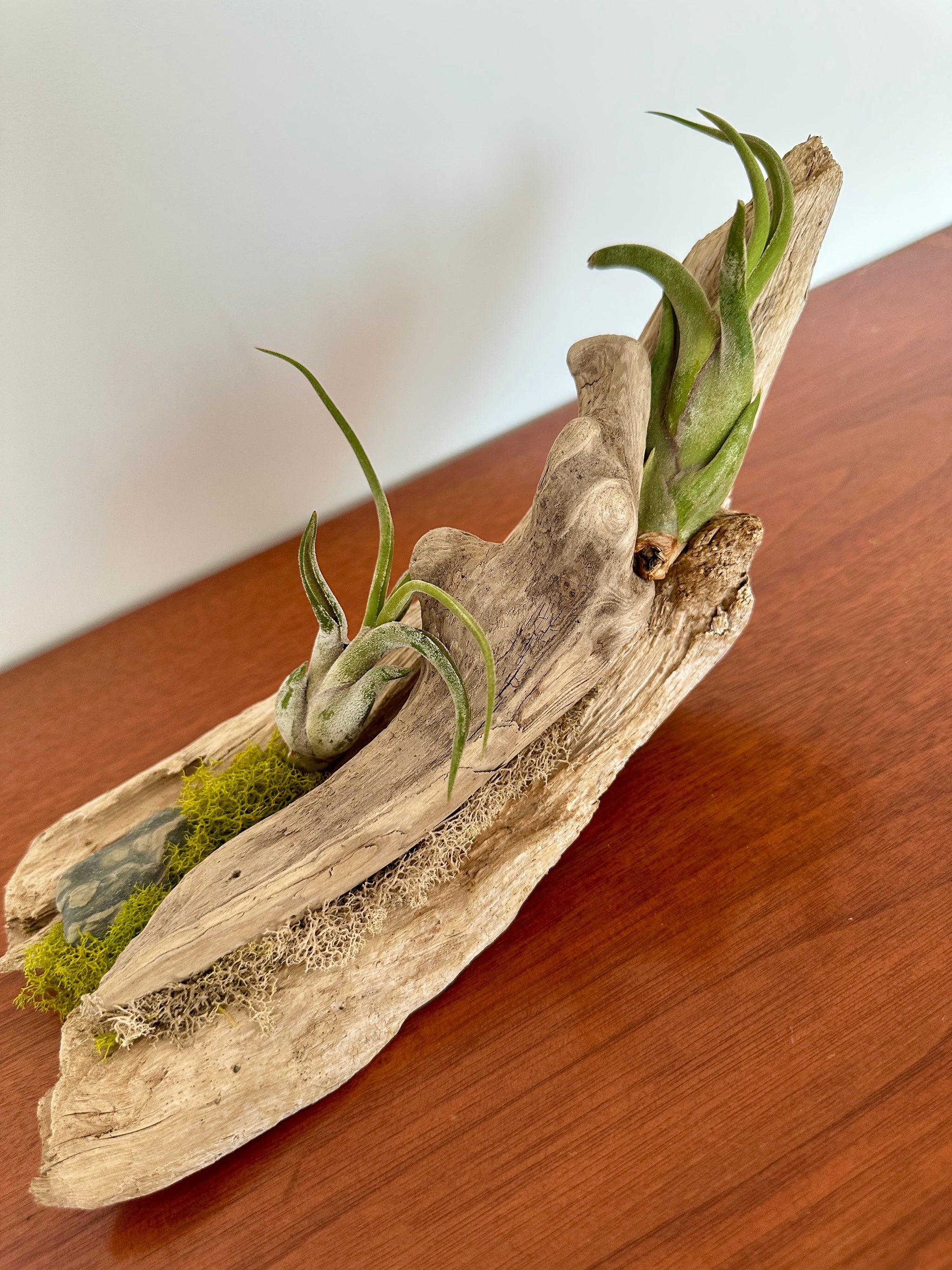 tillandsia sur bois de mer