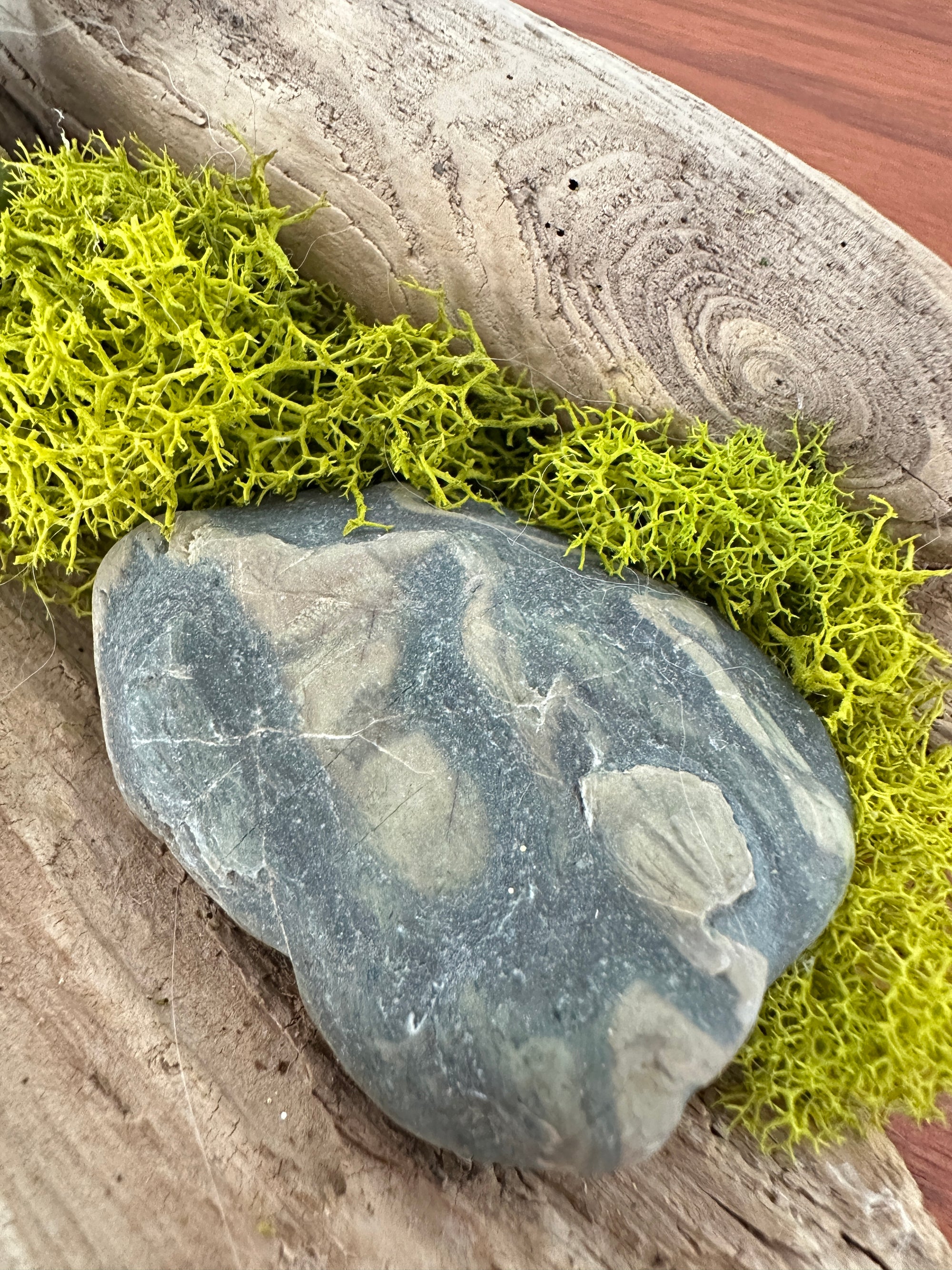 tillandsia sur bois de mer