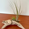 tillandsia sur bois de mer