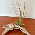 tillandsia sur bois de mer