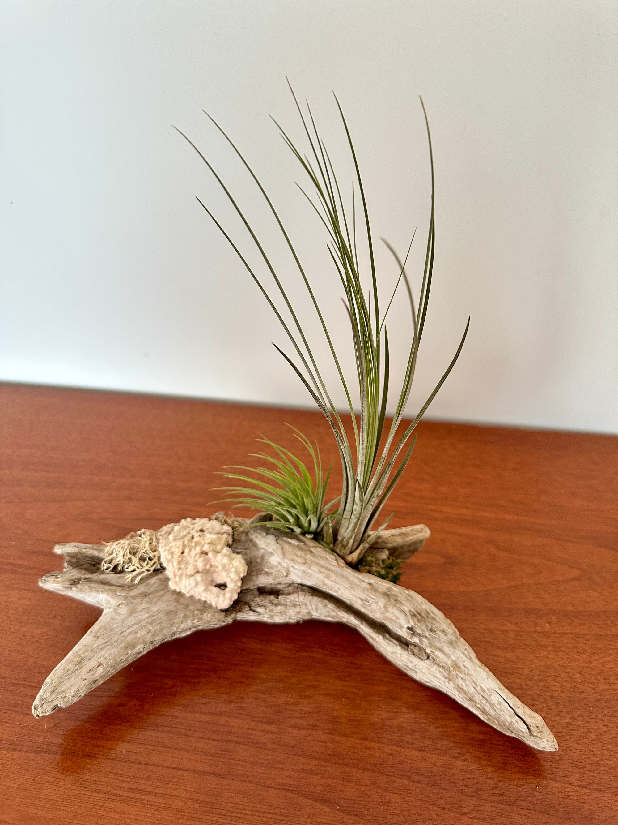 tillandsia sur bois de mer