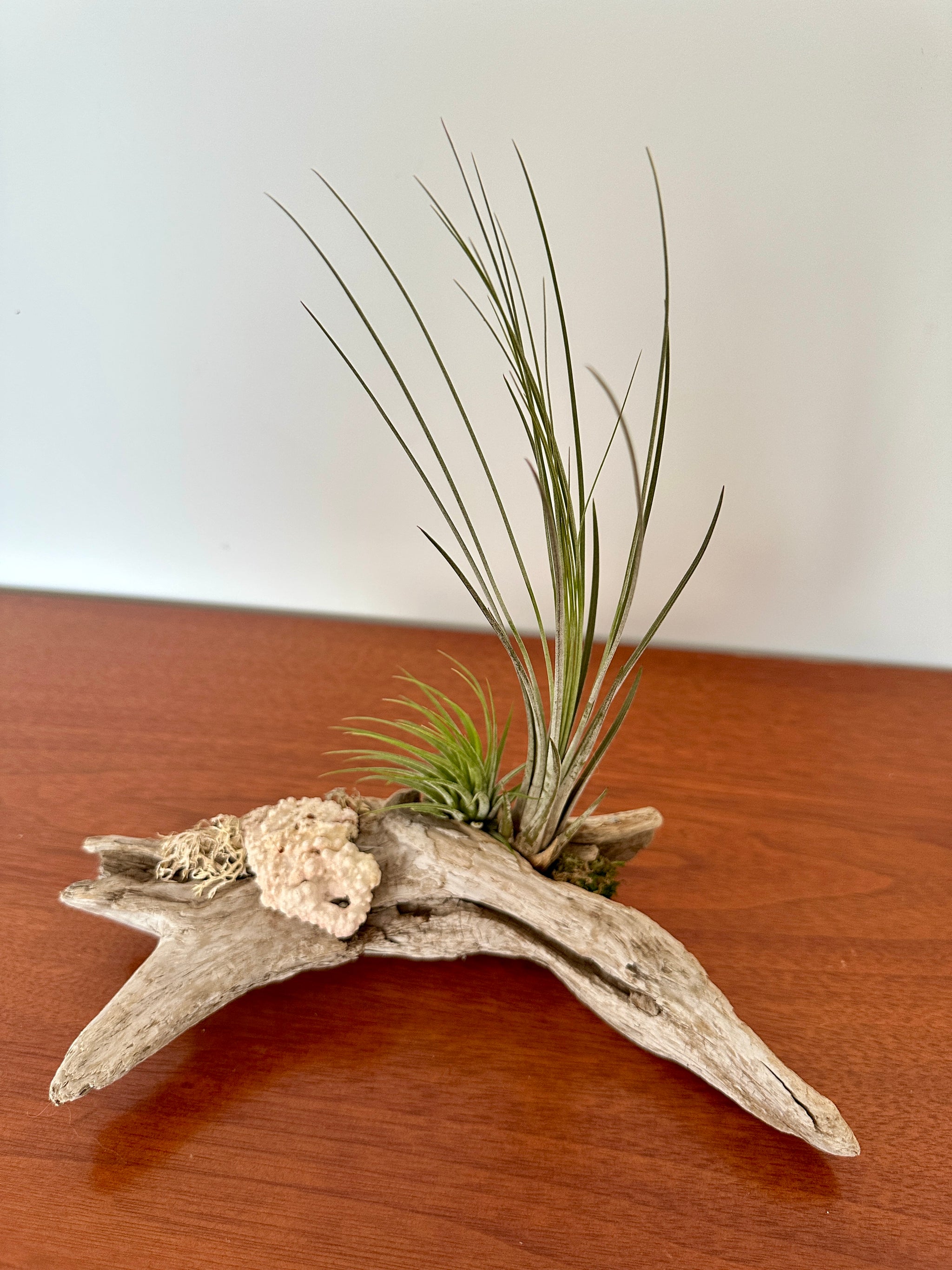 tillandsia sur bois de mer