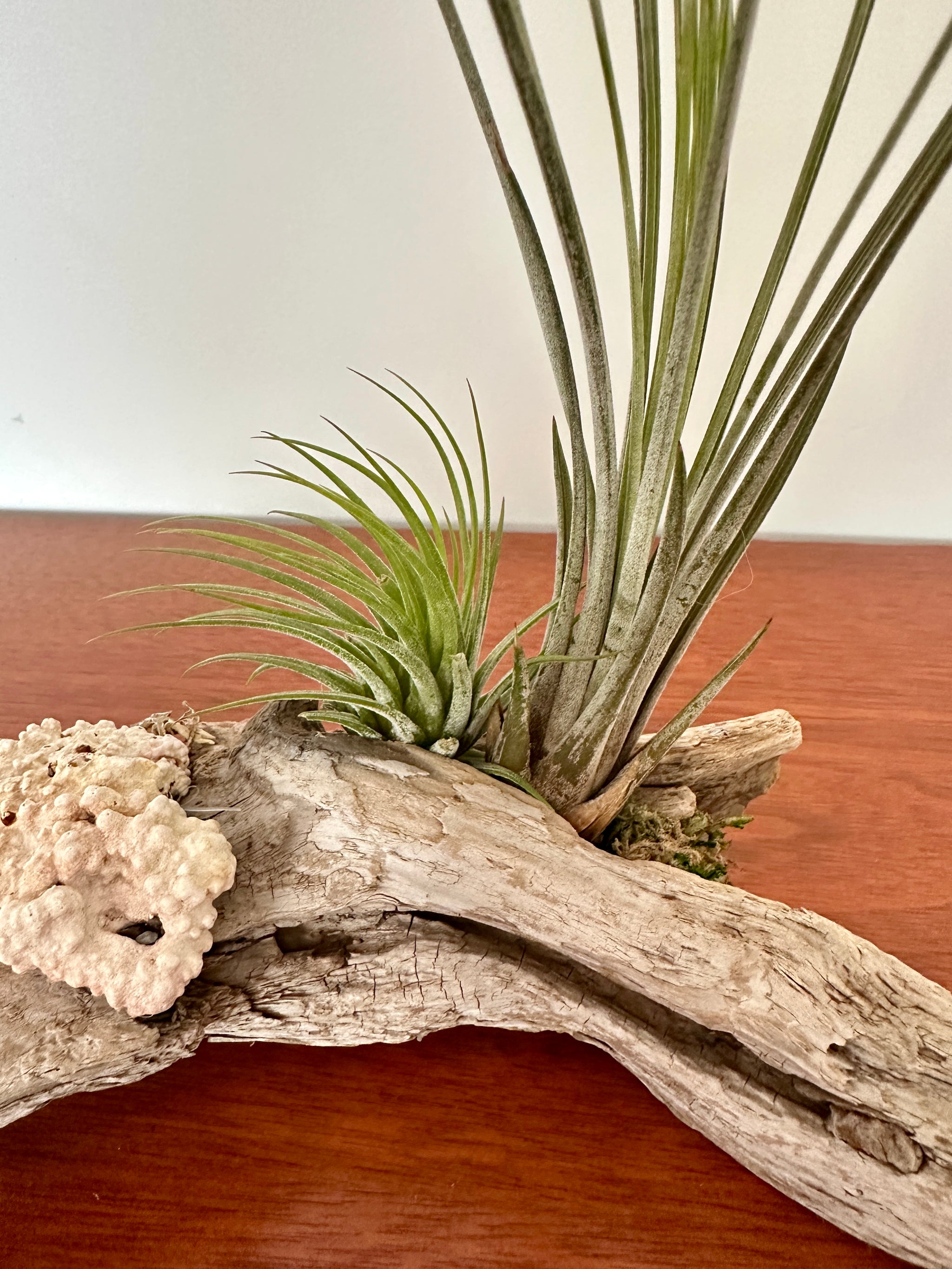tillandsia sur bois de mer