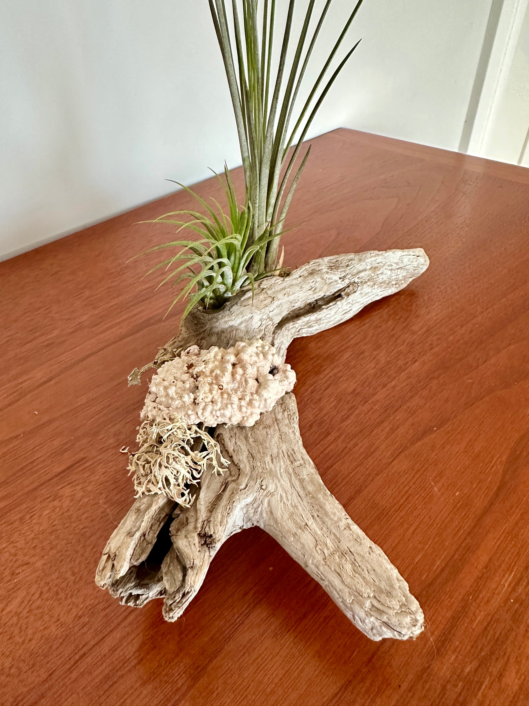 tillandsia sur bois de mer