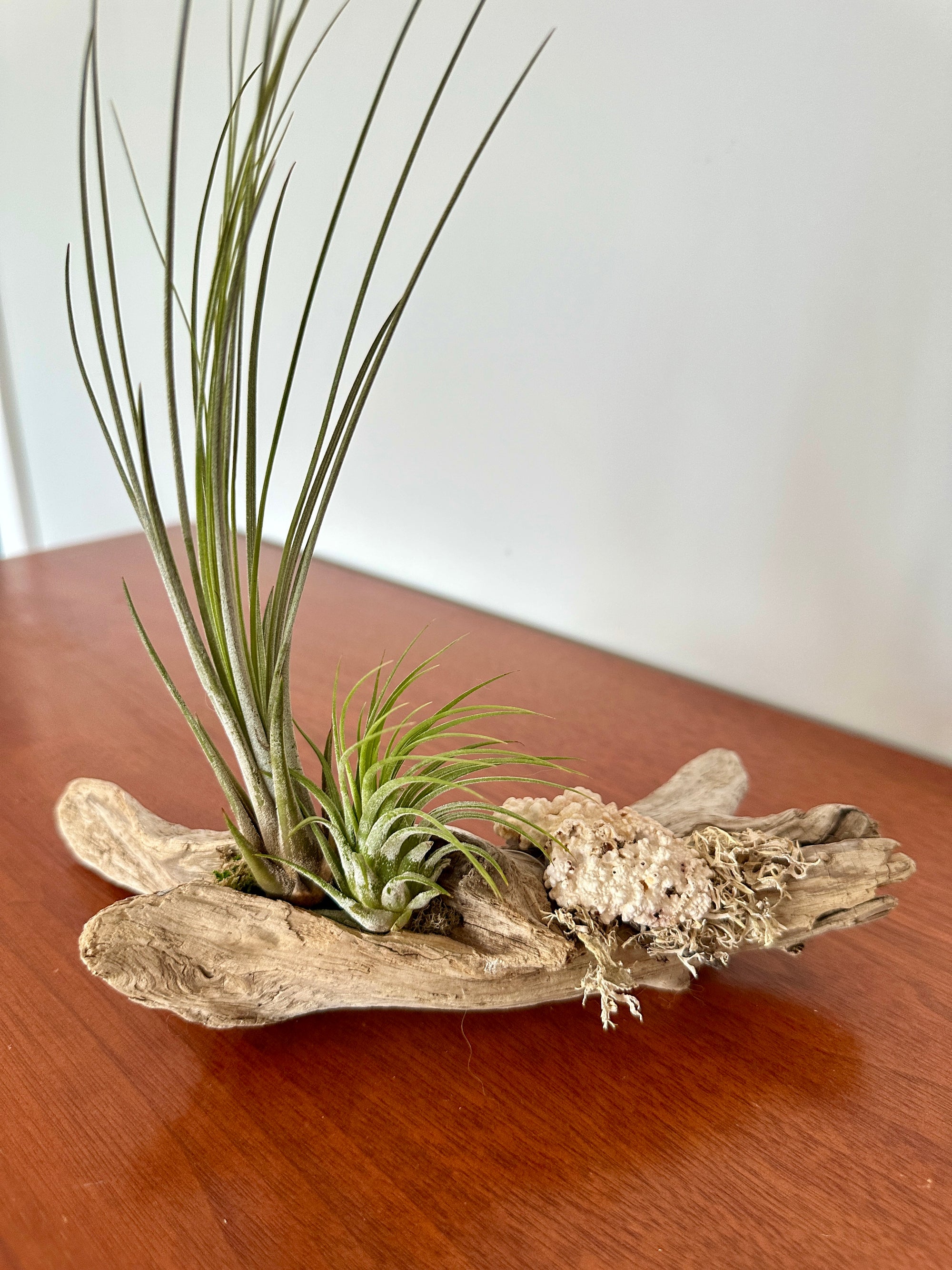 tillandsia sur bois de mer