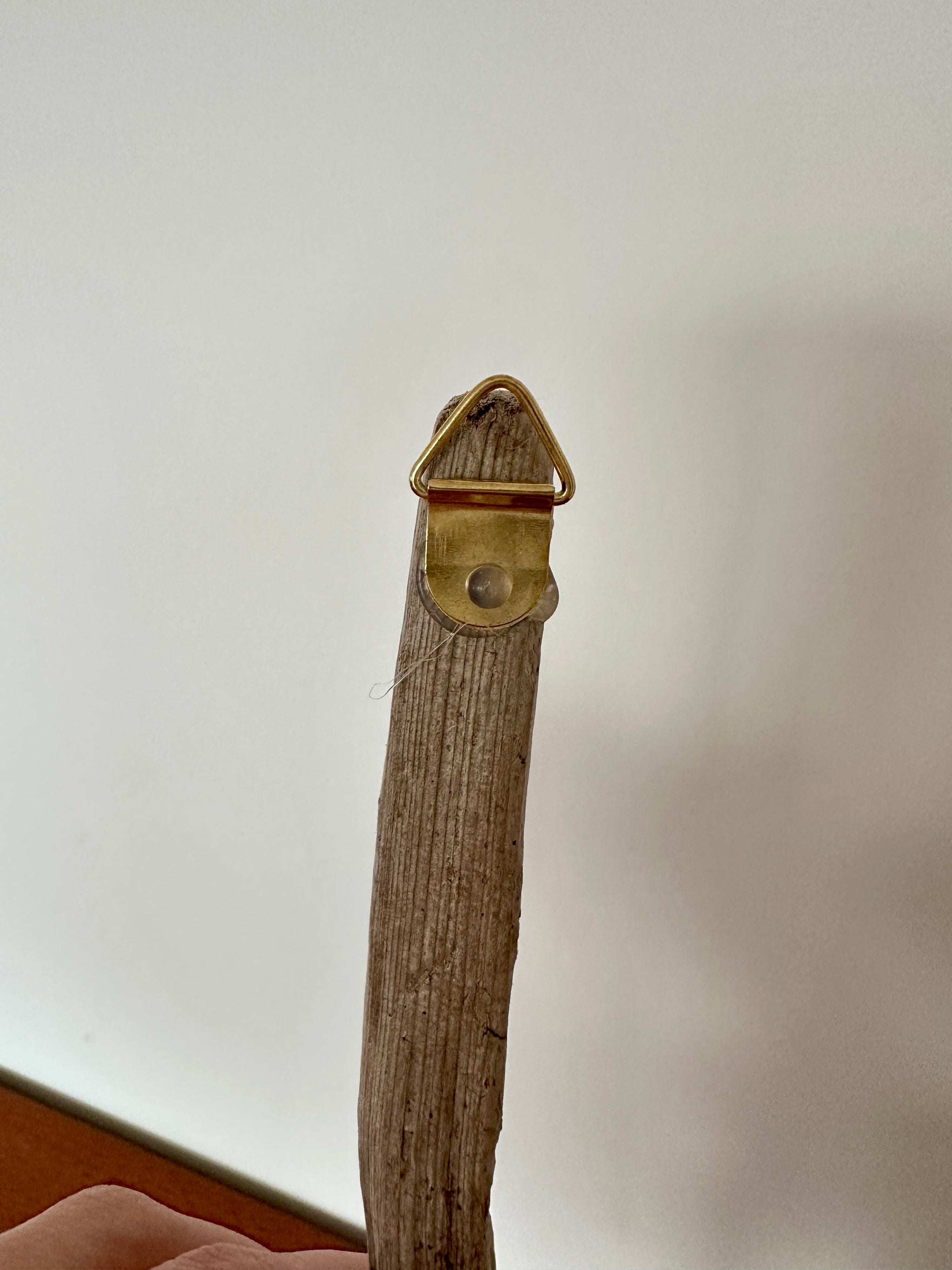 tillandsia sur bois de mer