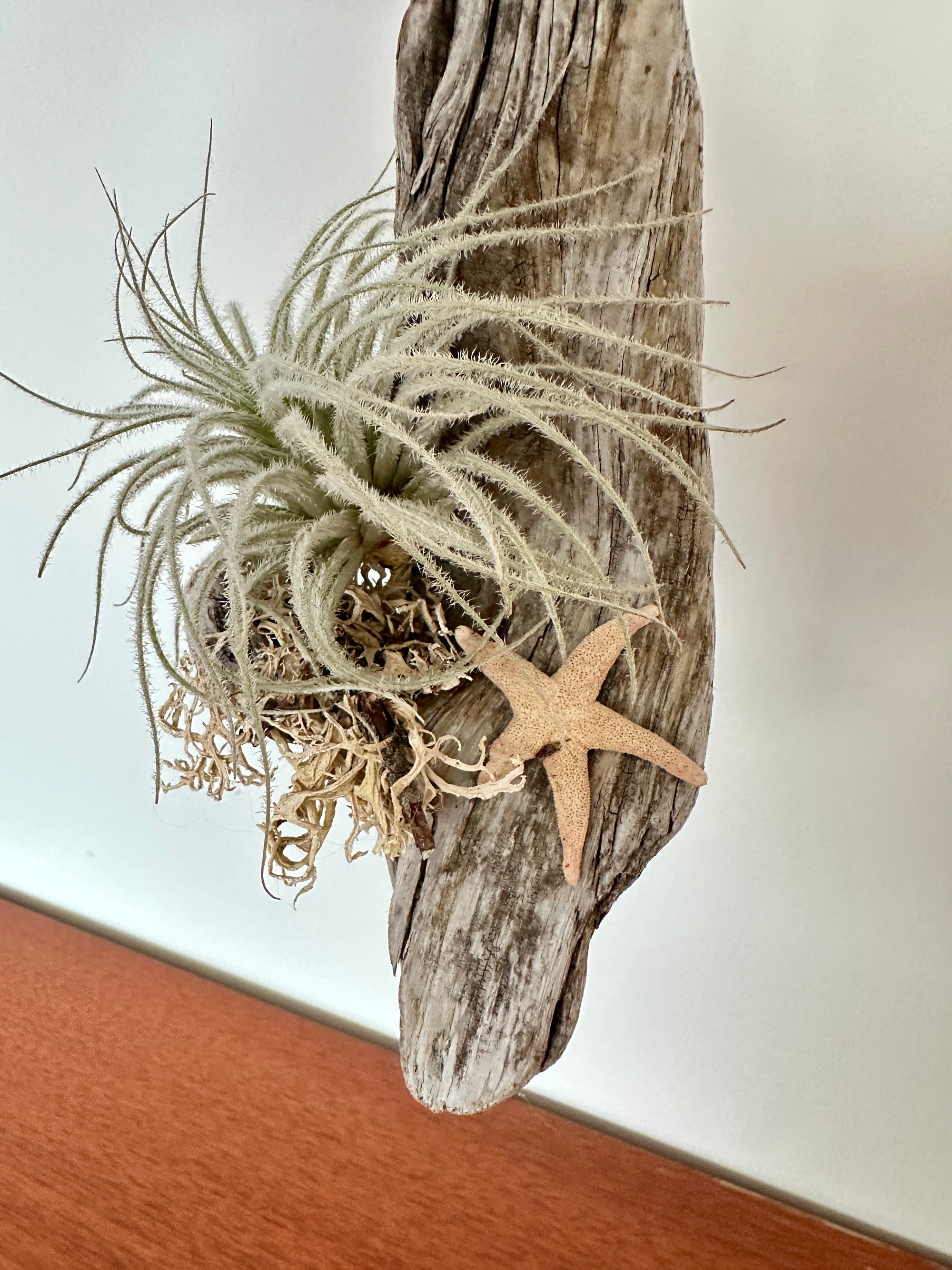 tillandsia sur bois de mer