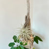 tillandsia sur bois de mer