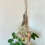 tillandsia sur bois de mer