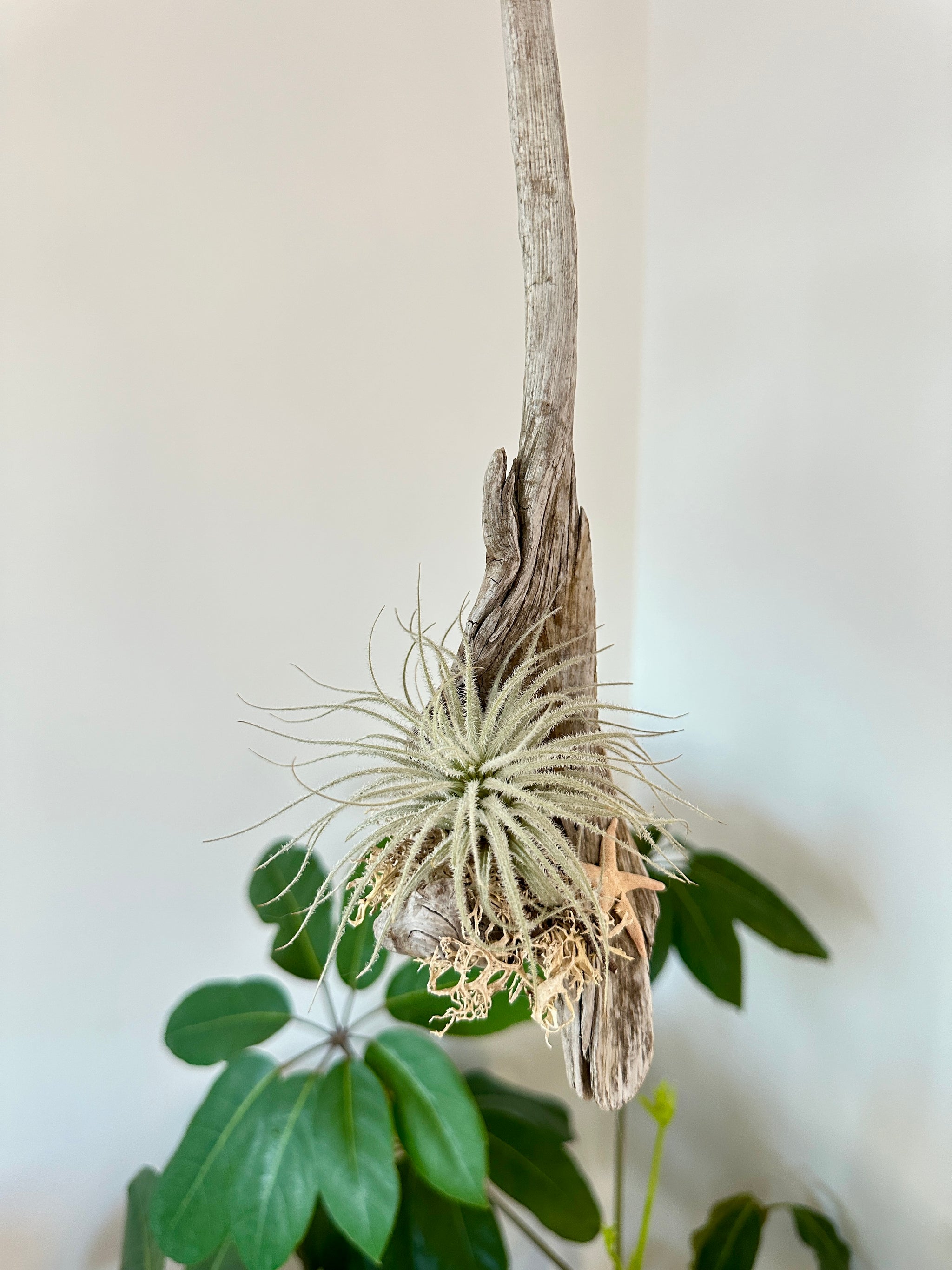 tillandsia sur bois de mer