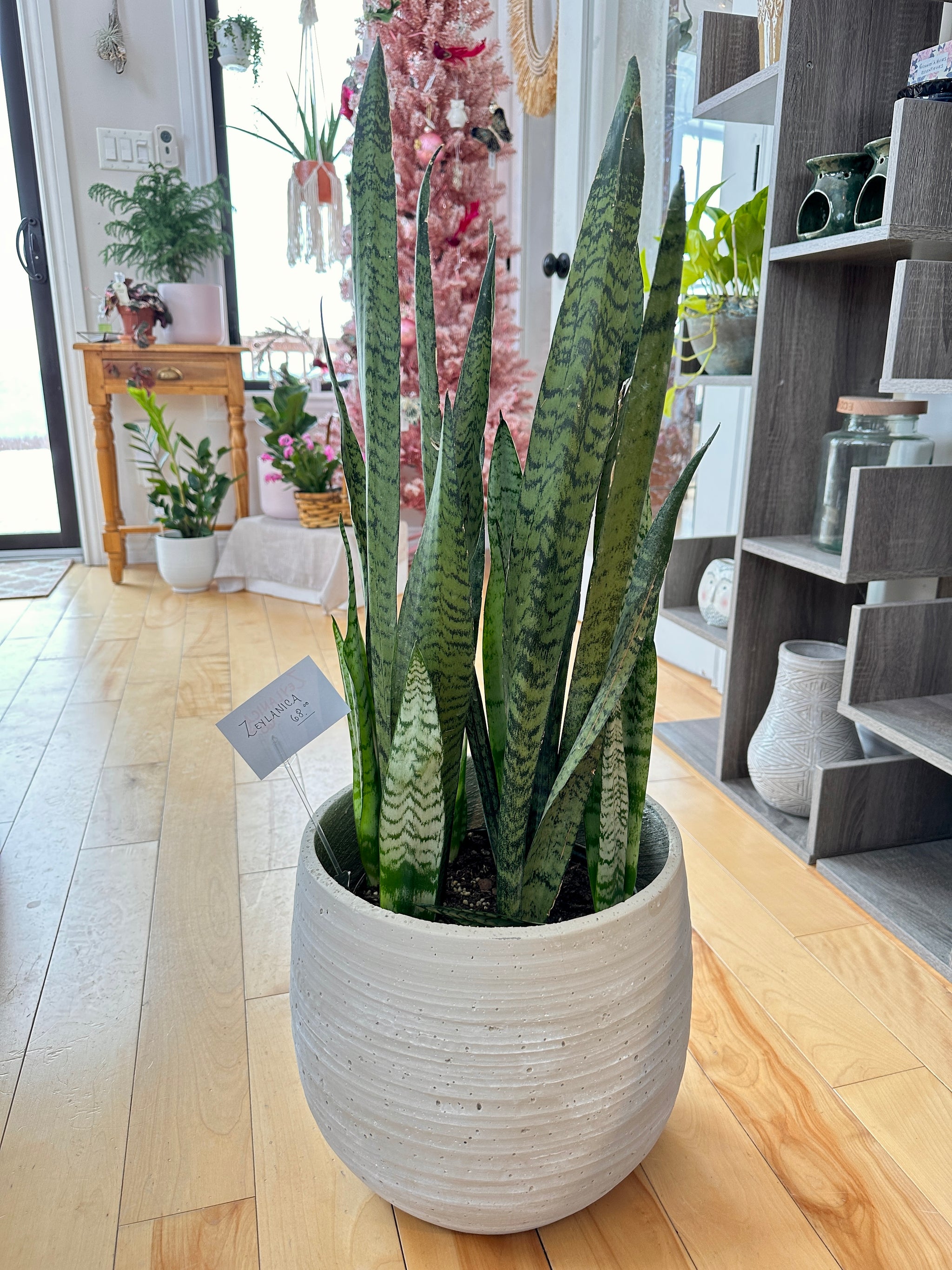 dracaena zeylanica Dracaena Trifasciata 'Zeylanica'