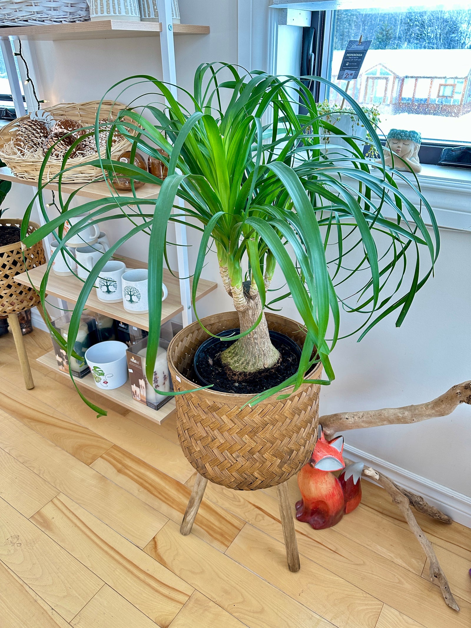 beaucarnea pied d'elephant ponytail palm