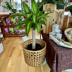 dracaena massangeana