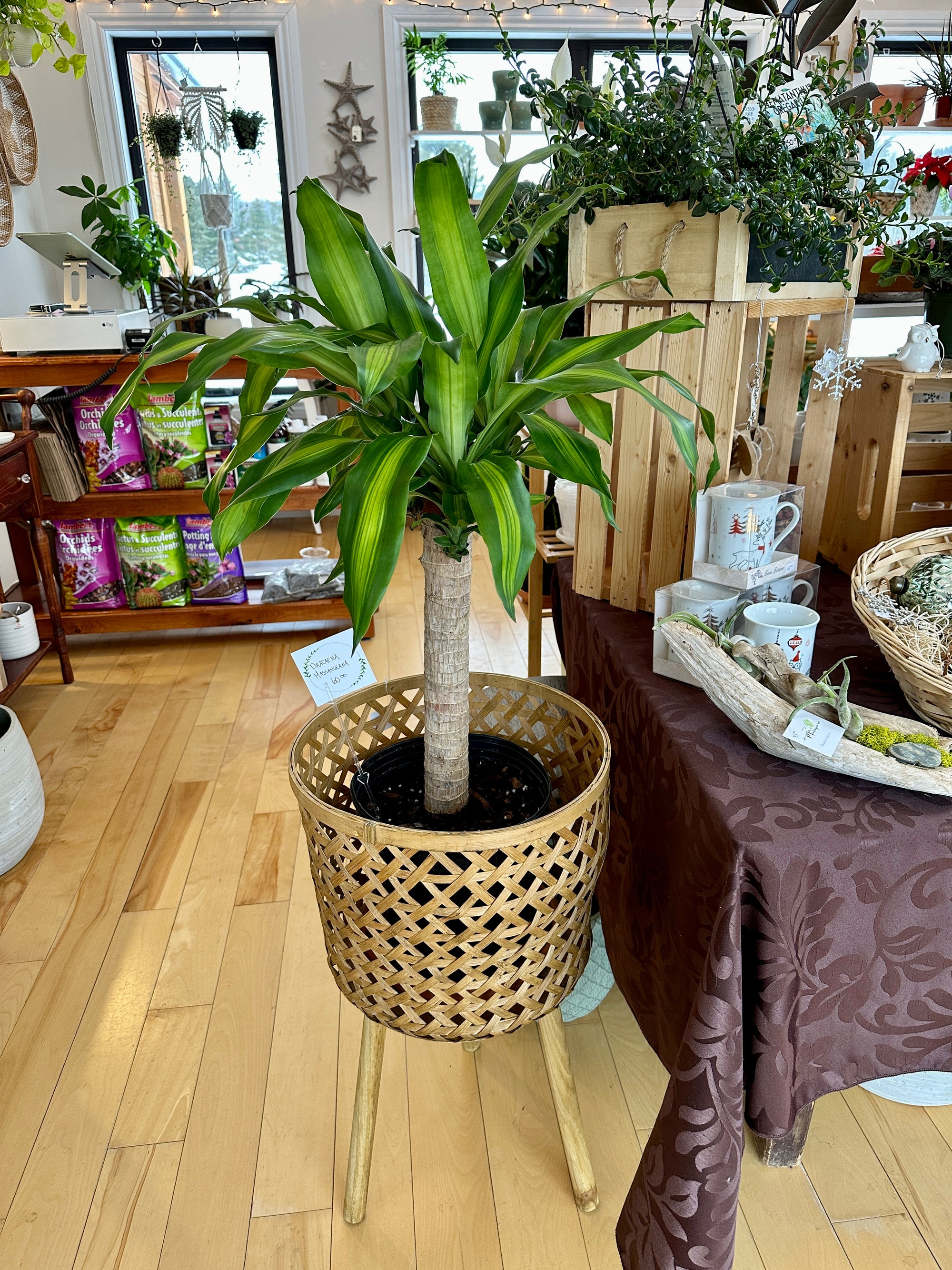 dracaena massangeana