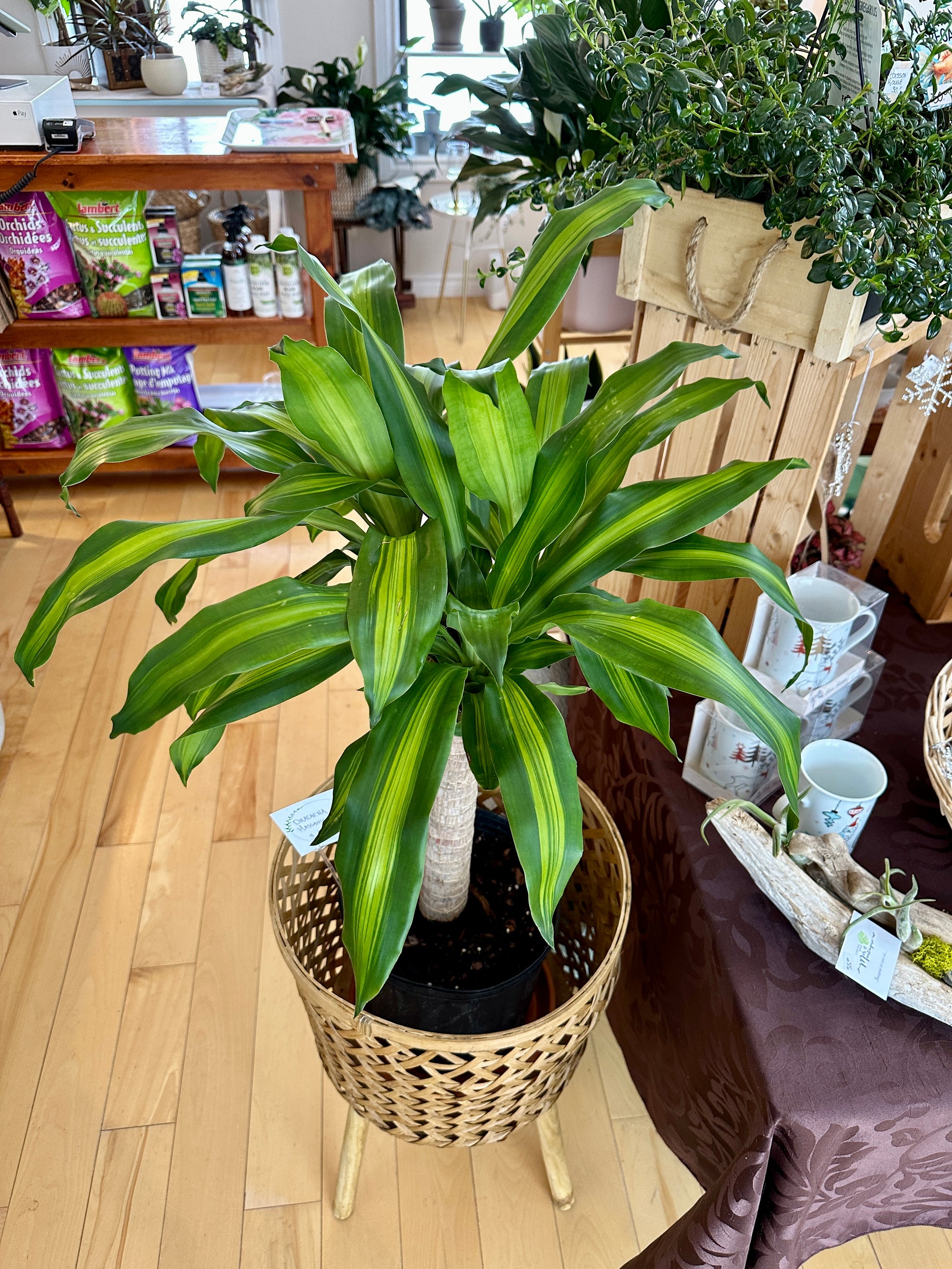 dracaena massangeana