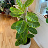 Ficus Altissima 10"