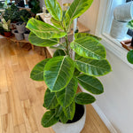 Ficus Altissima 10"