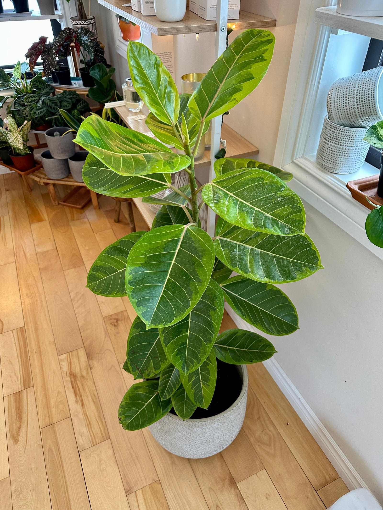 Ficus Altissima 10"