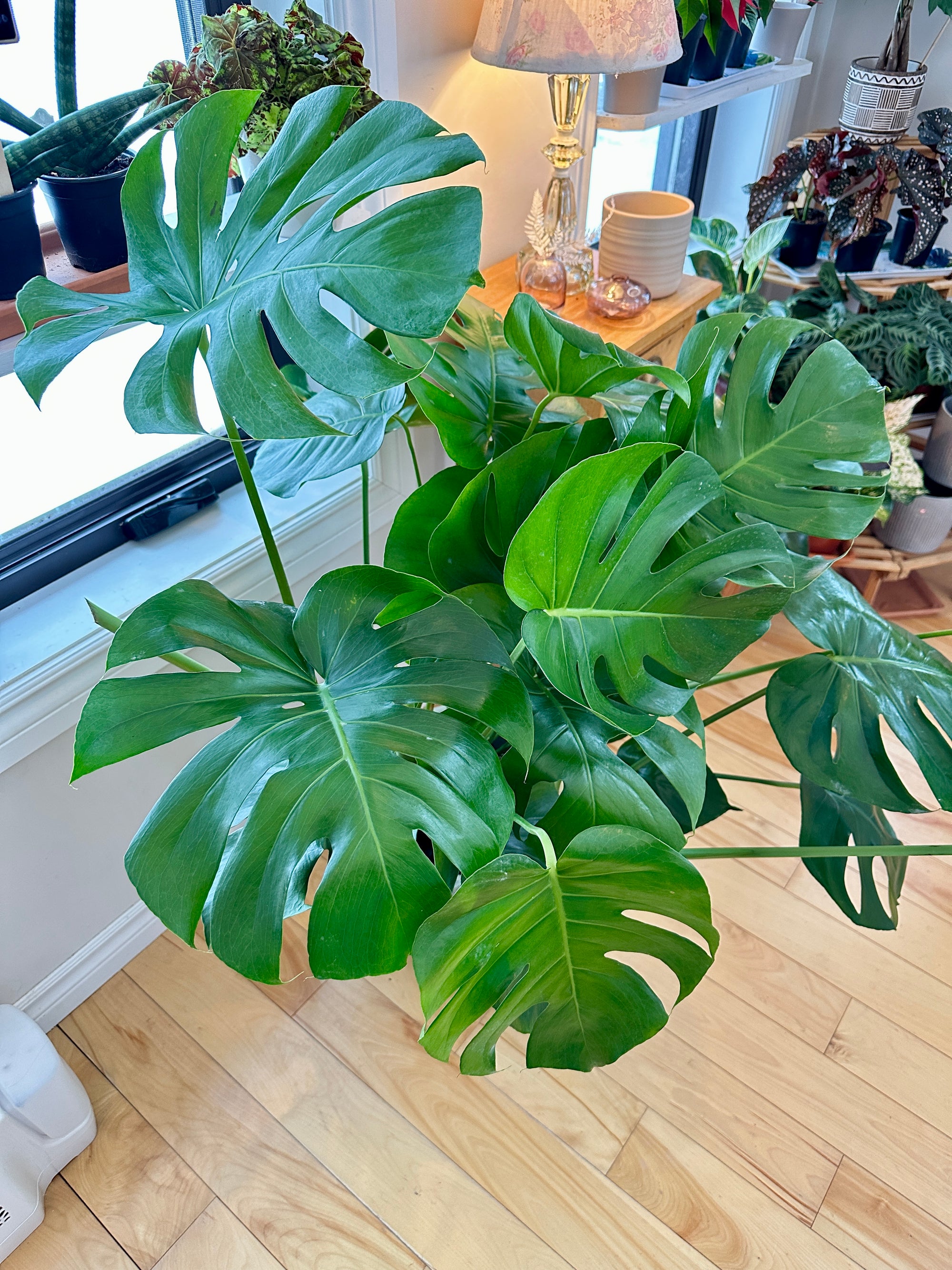 Monstera deliciosa