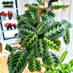 maranta cat moustache noID