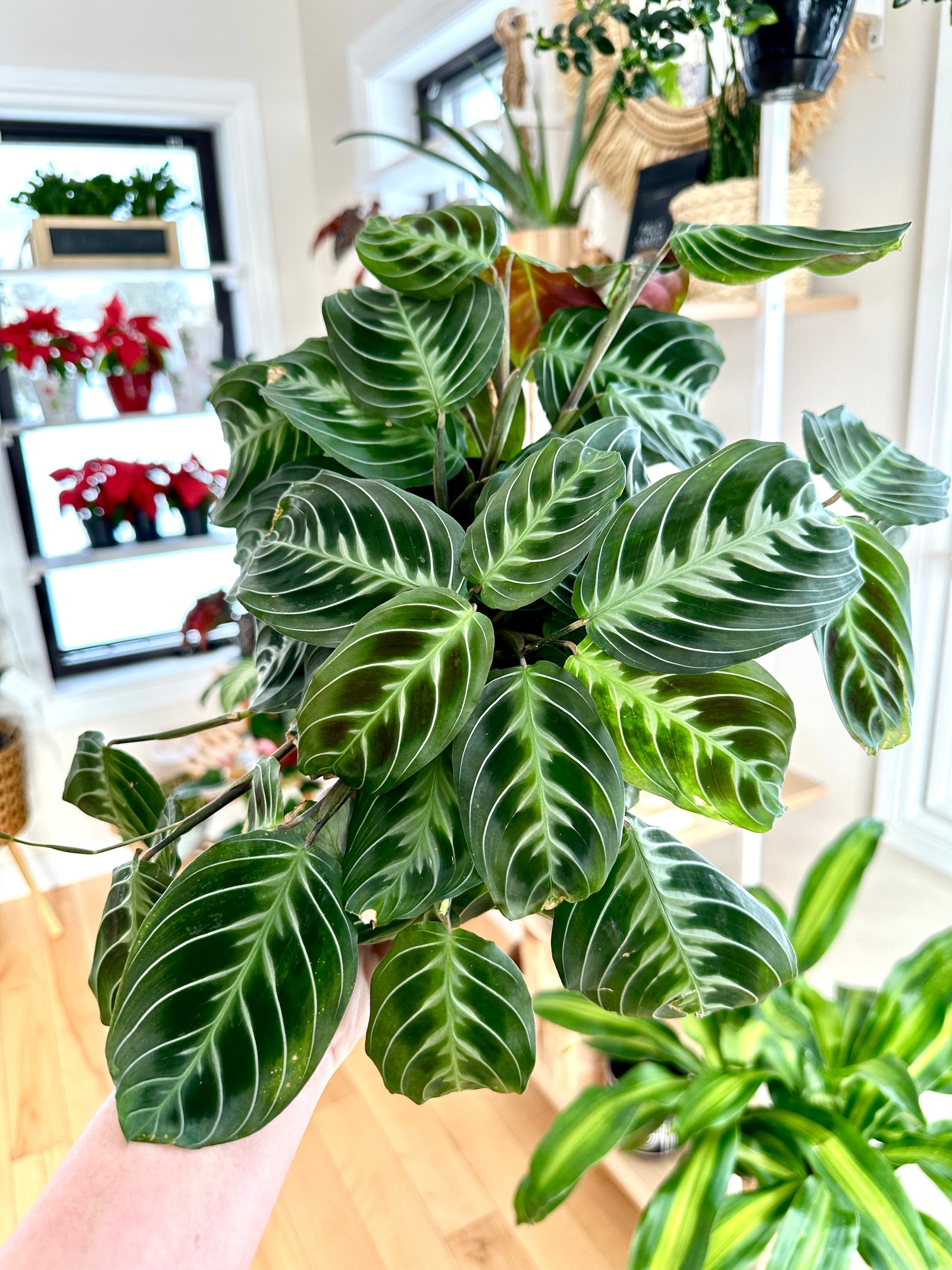 maranta cat moustache noID