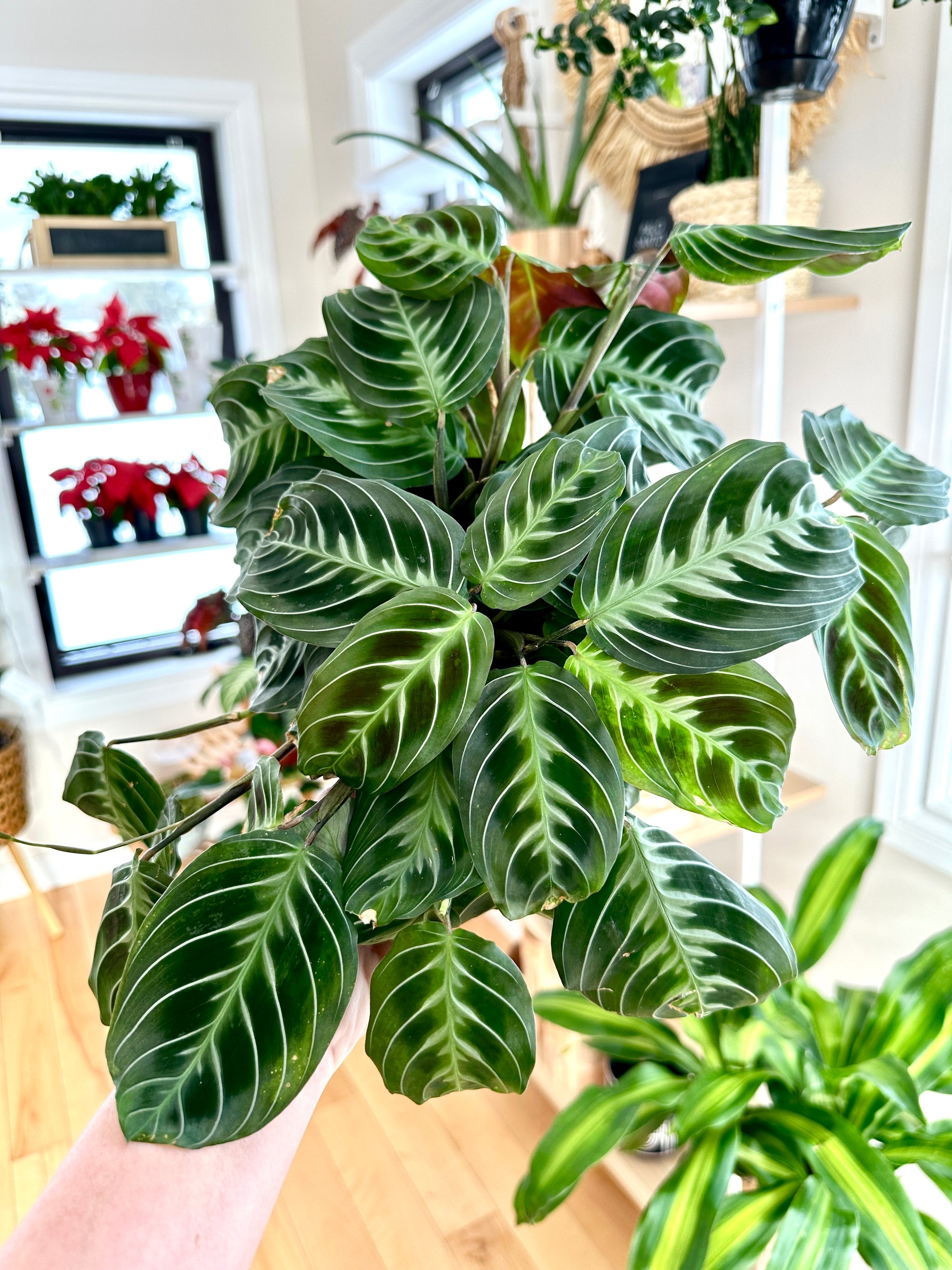 maranta cat moustache noID