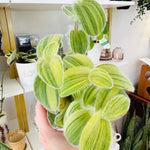 Tradescantia sillamontana ‘Velvet Stripe’ 