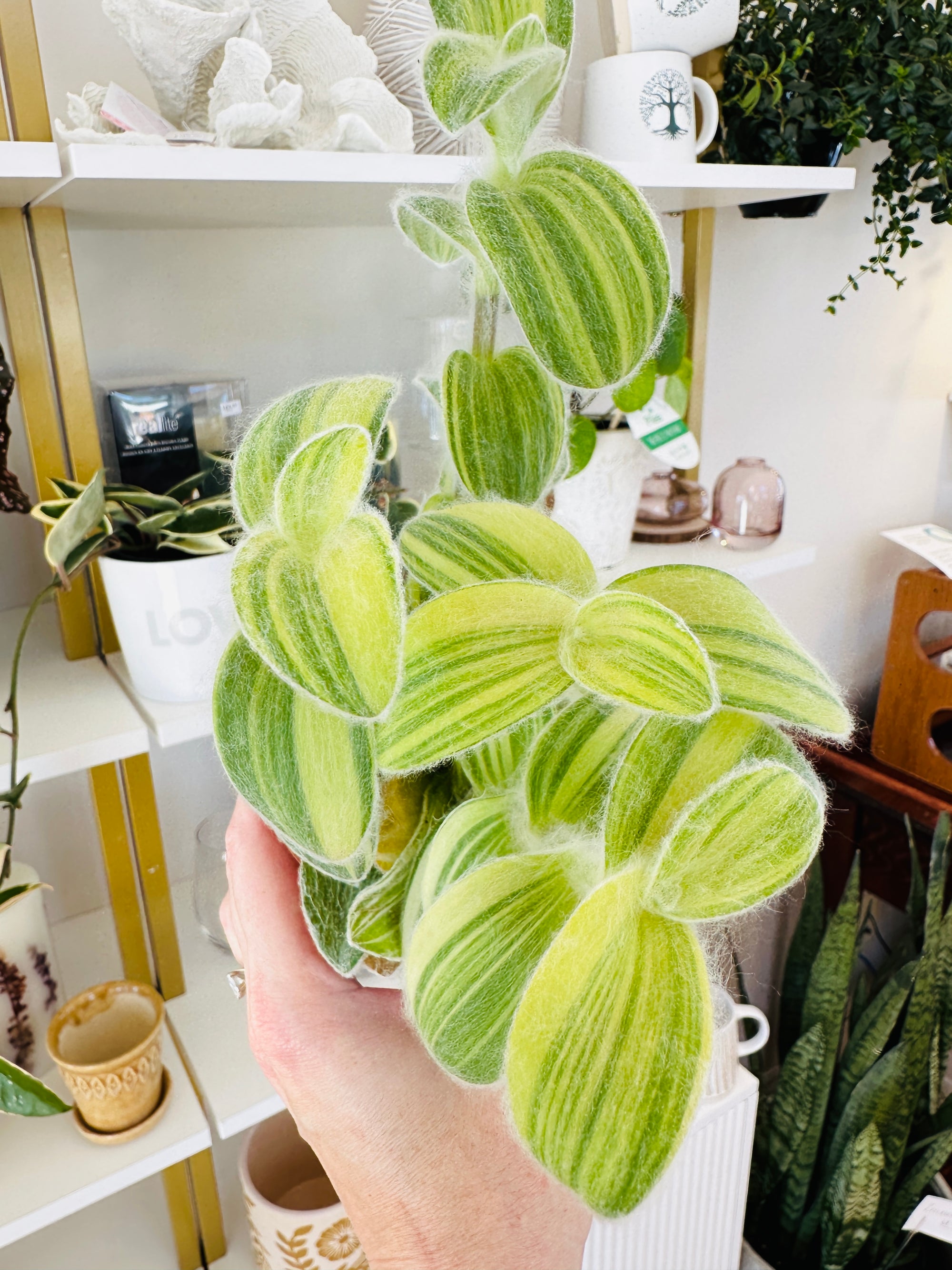 Tradescantia sillamontana ‘Velvet Stripe’ 