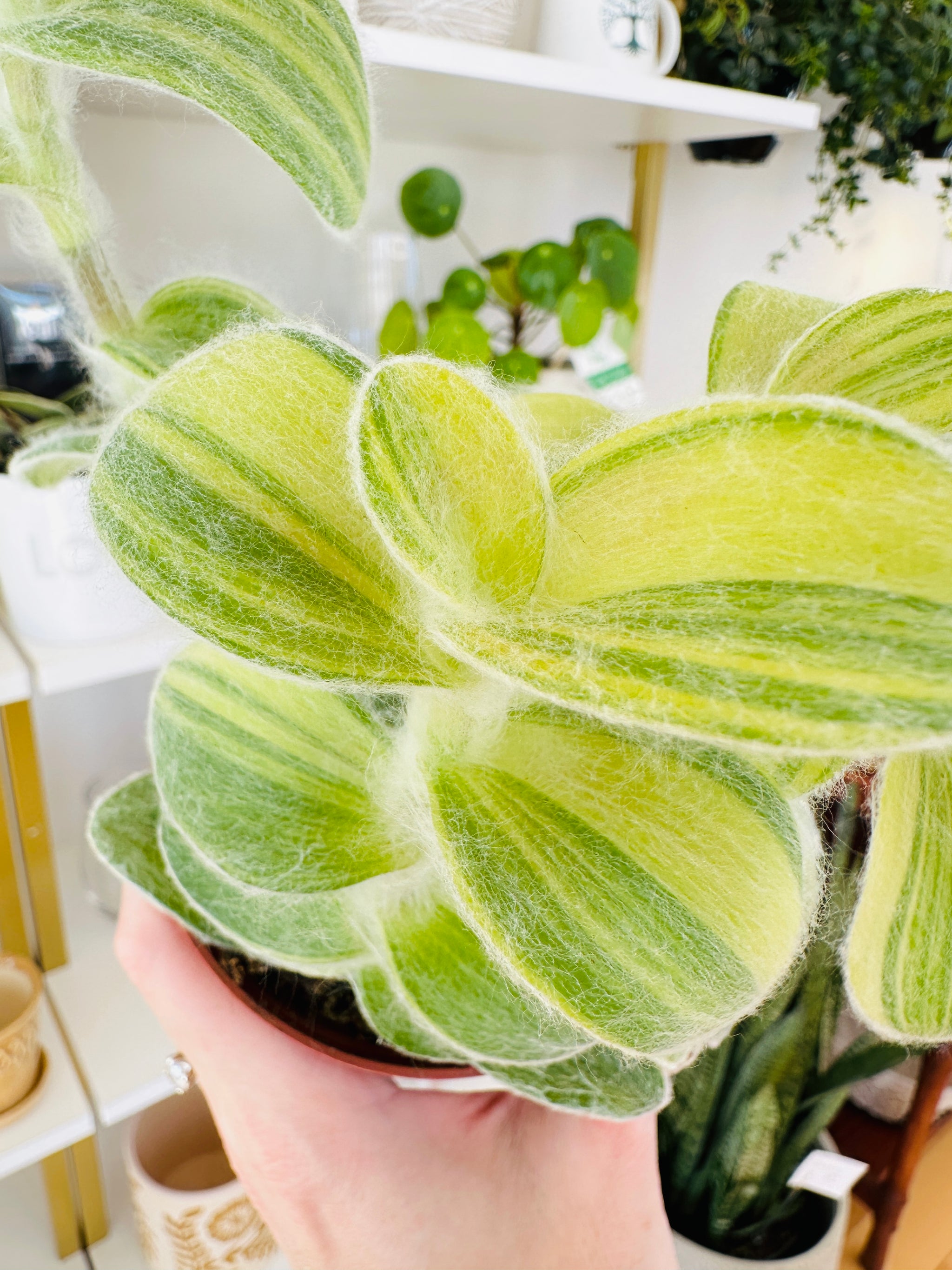 Tradescantia sillamontana ‘Velvet Stripe’ 
