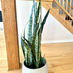 dracaena wintergreen