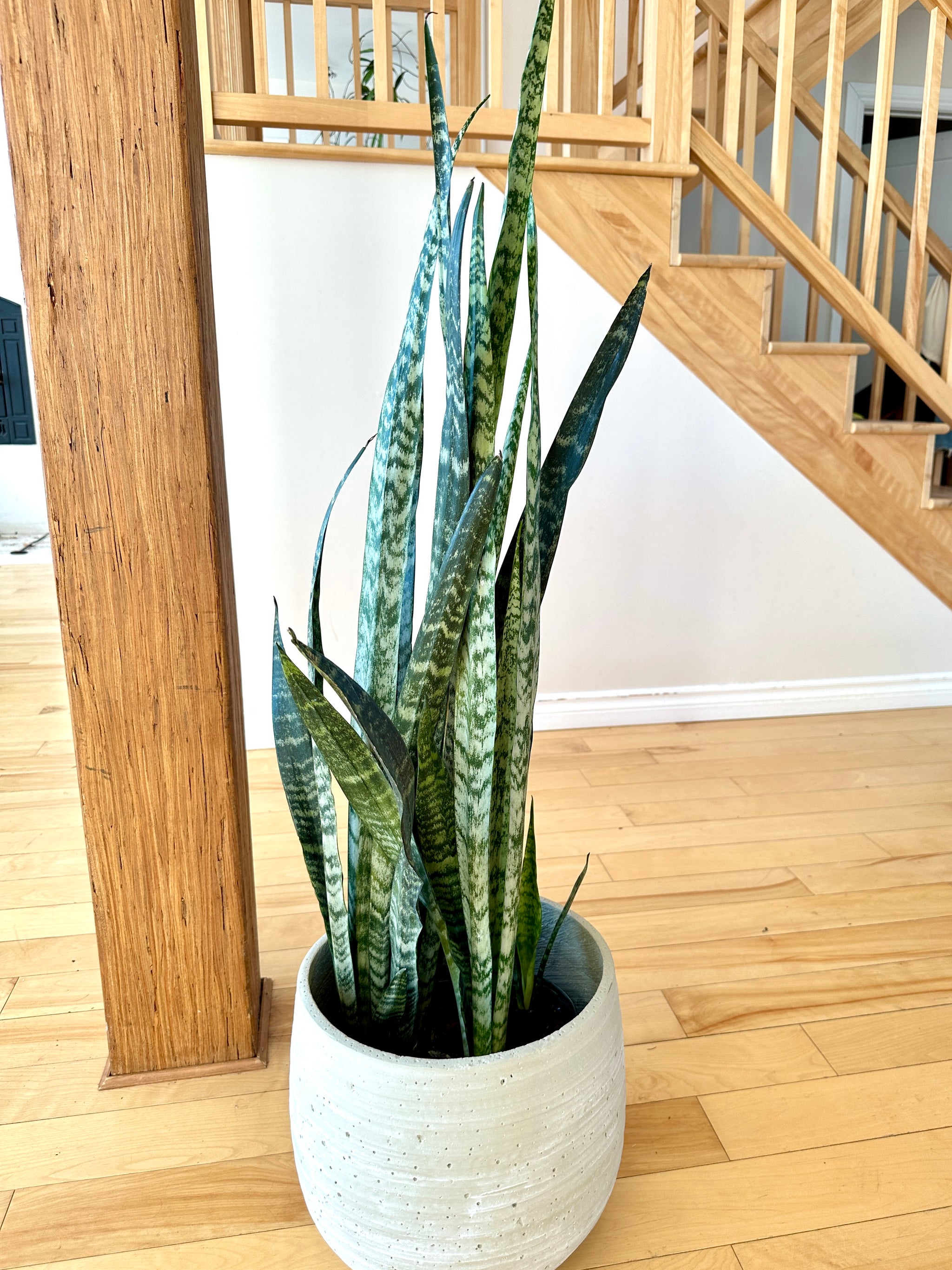 dracaena wintergreen