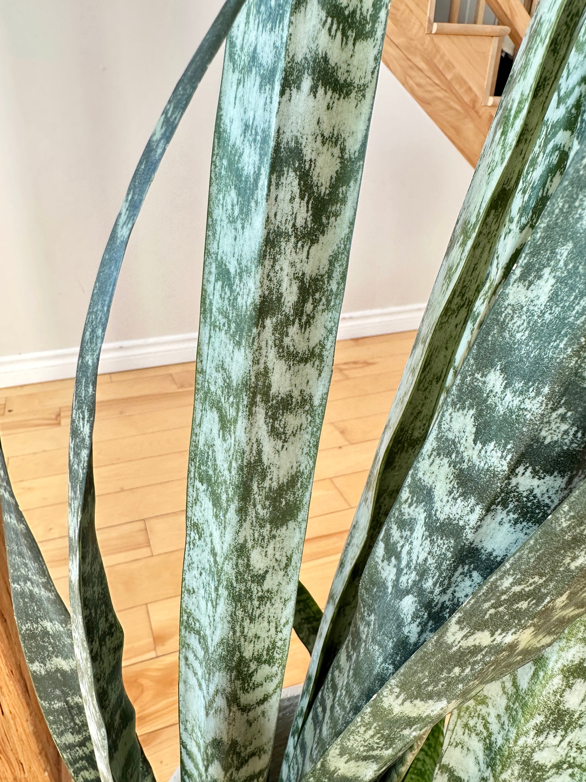 dracaena wintergreen
