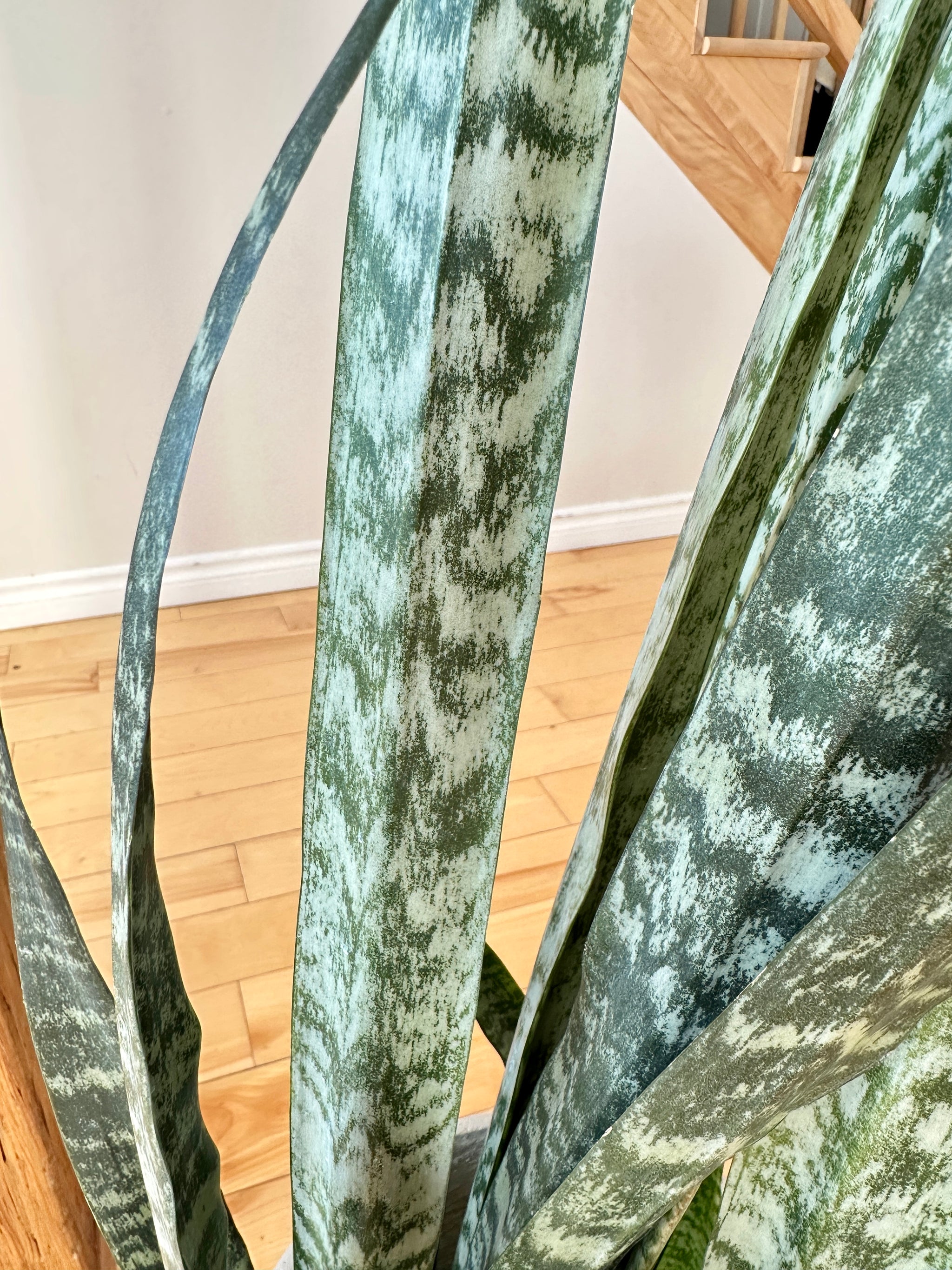 dracaena wintergreen