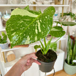 Monstera thai constellation
