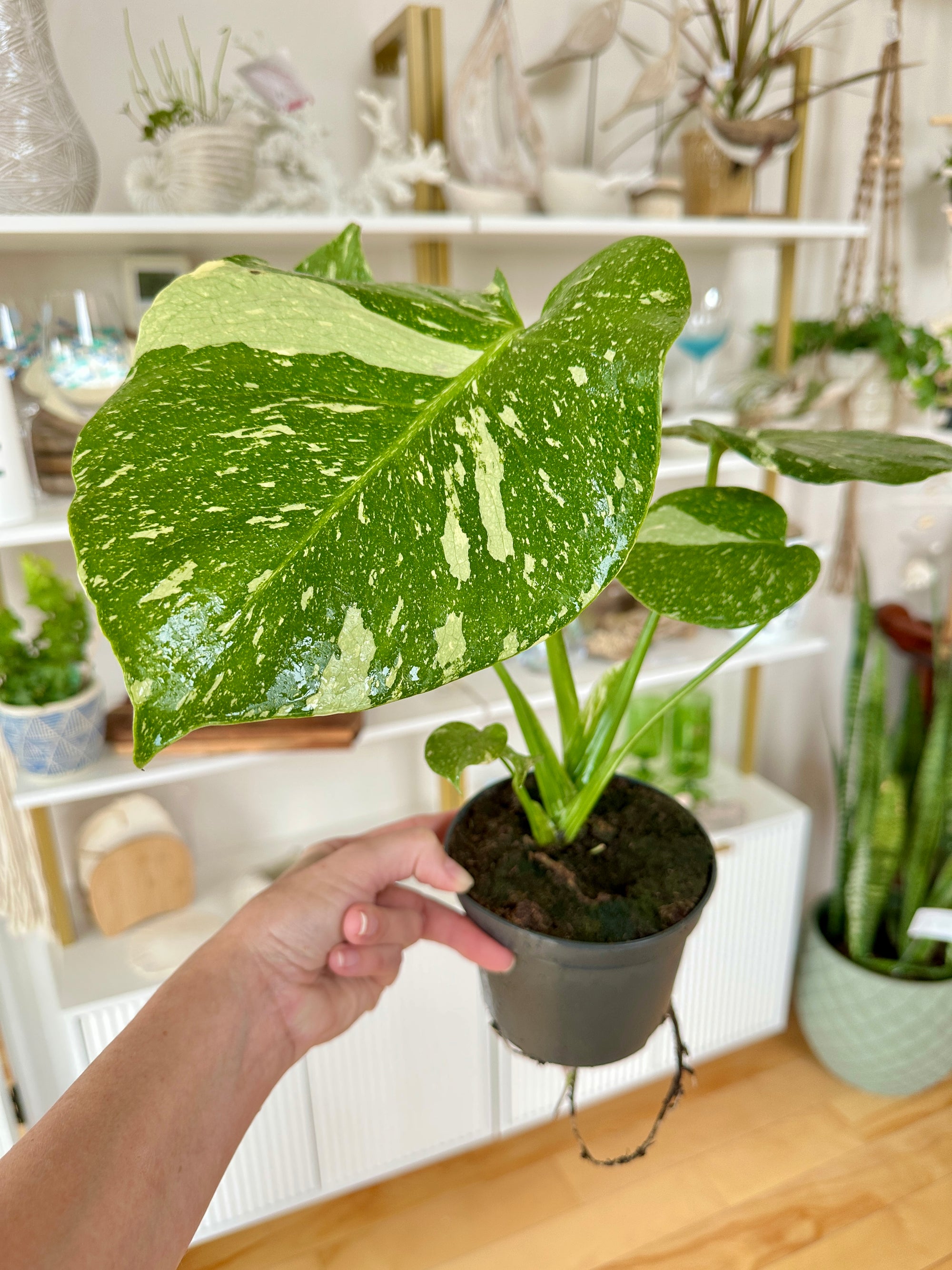 Monstera thai constellation