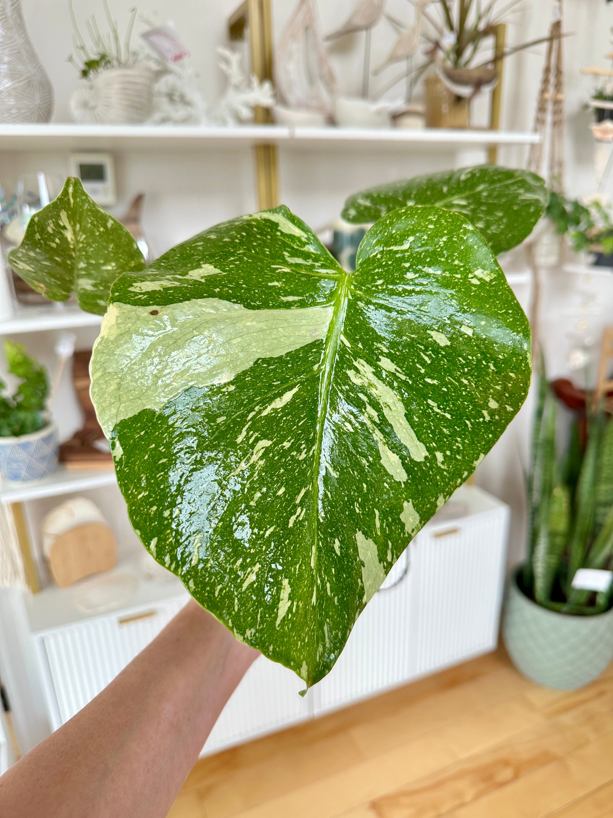 Monstera thai constellation