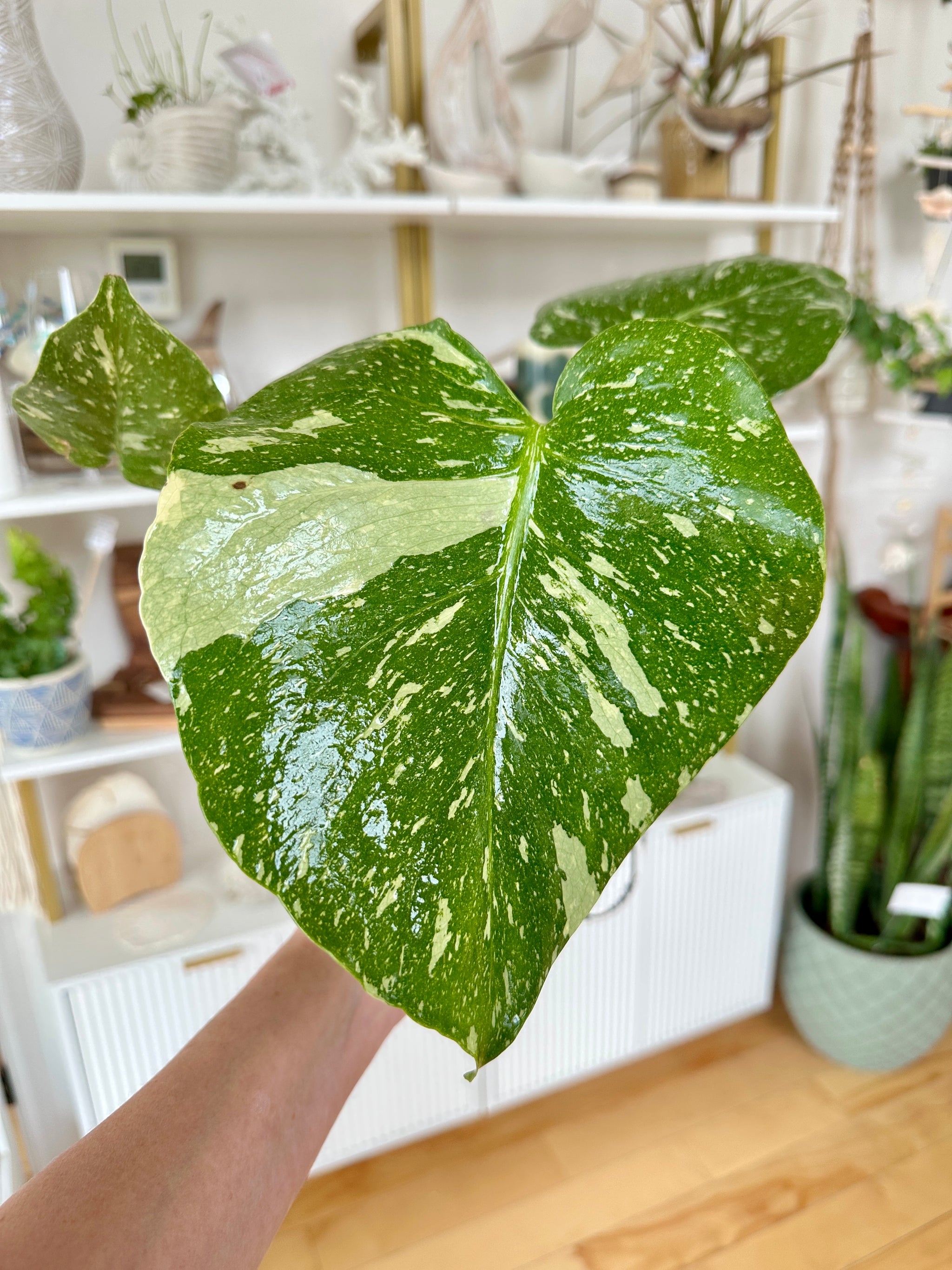 Monstera thai constellation