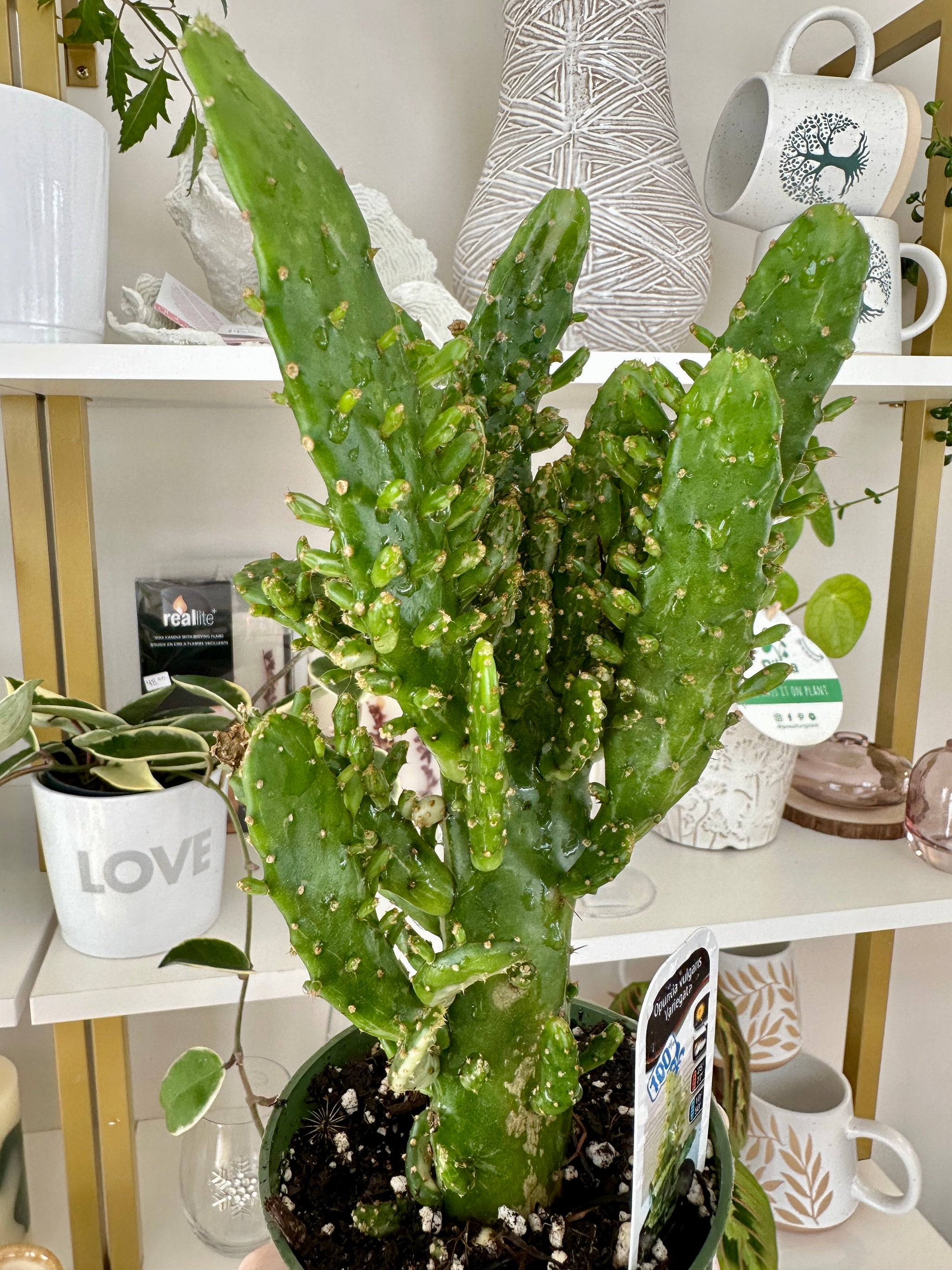 opuntia vulgaris variegata