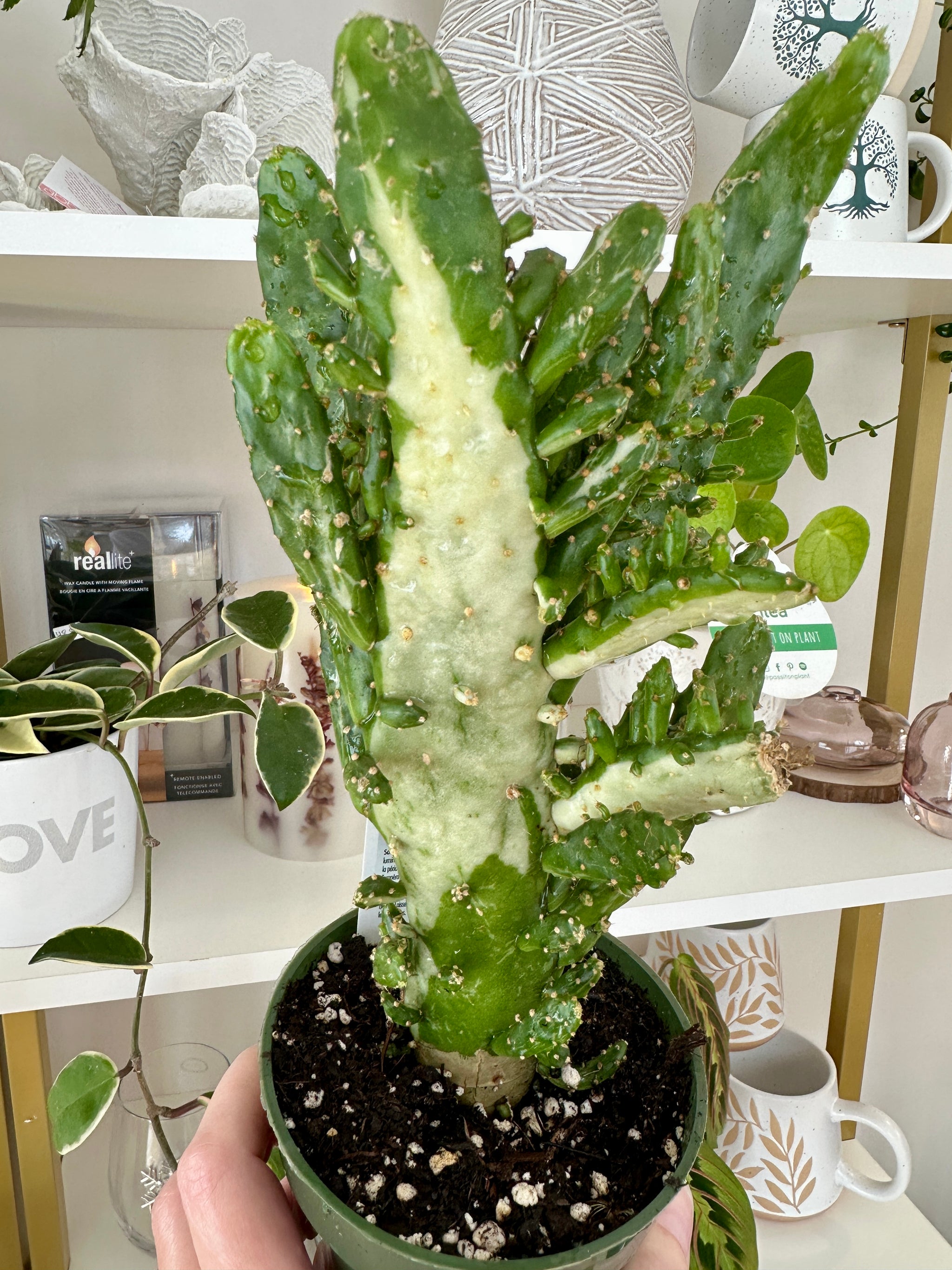 opuntia vulgaris variegata