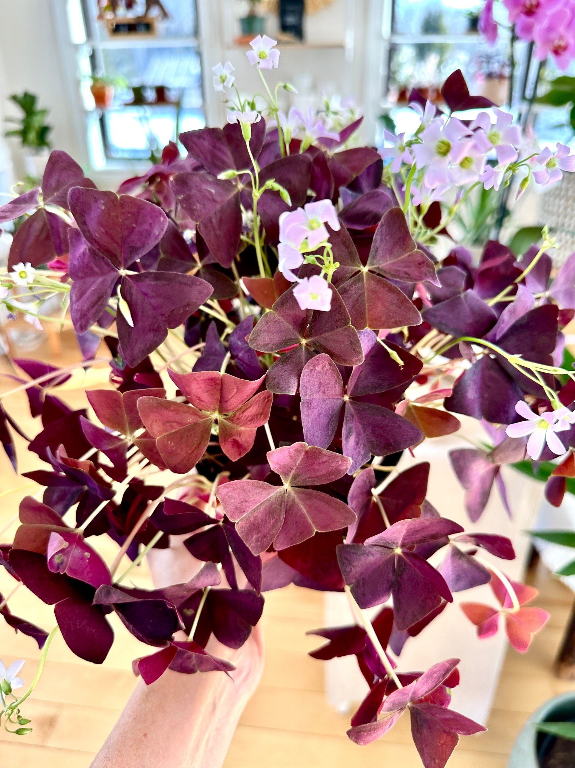 Oxalis triangularis 'Purpurea' | Trèfle pourpre
