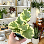 Peperomia Obtusifolia variegata