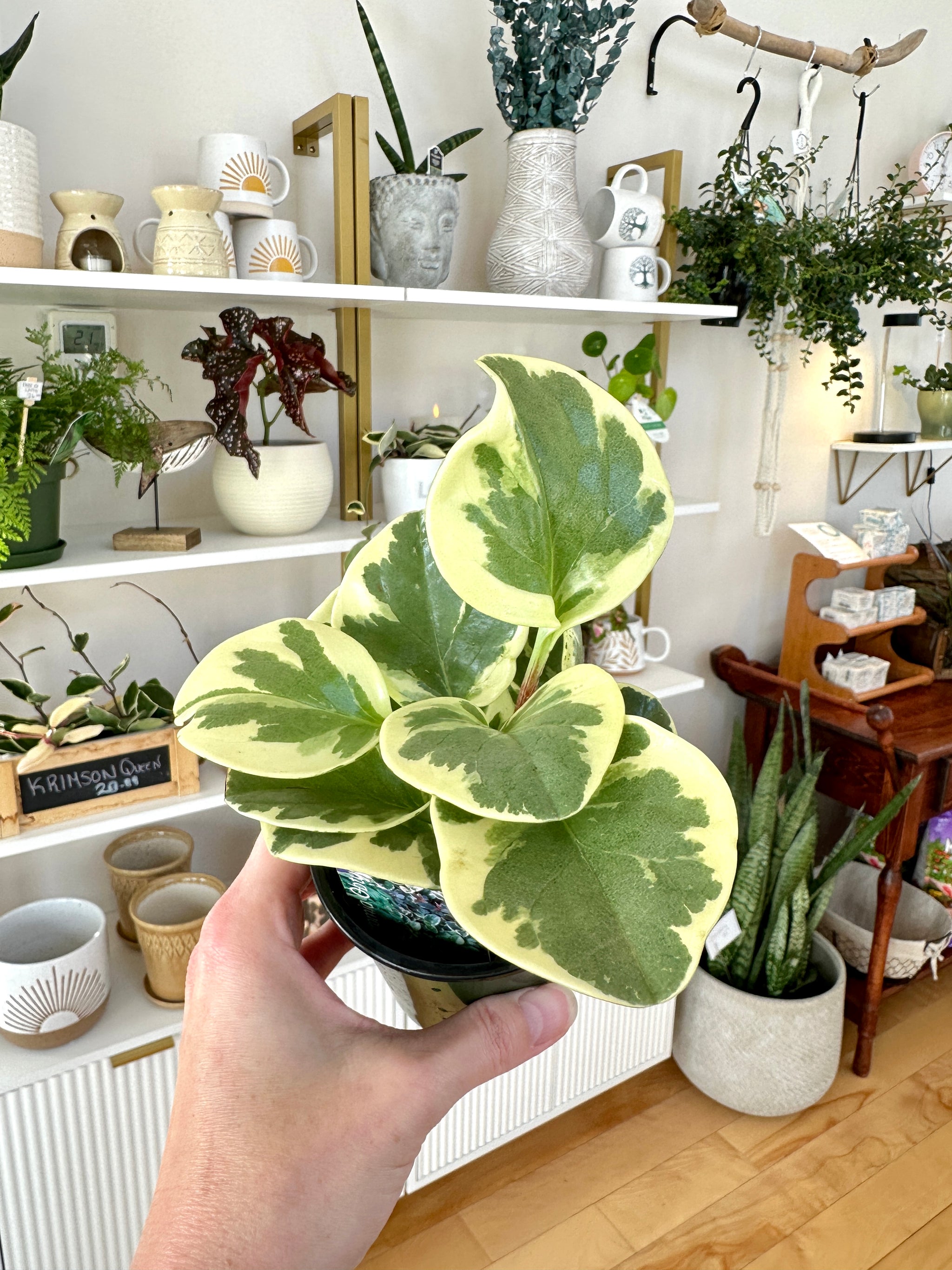 Peperomia Obtusifolia variegata