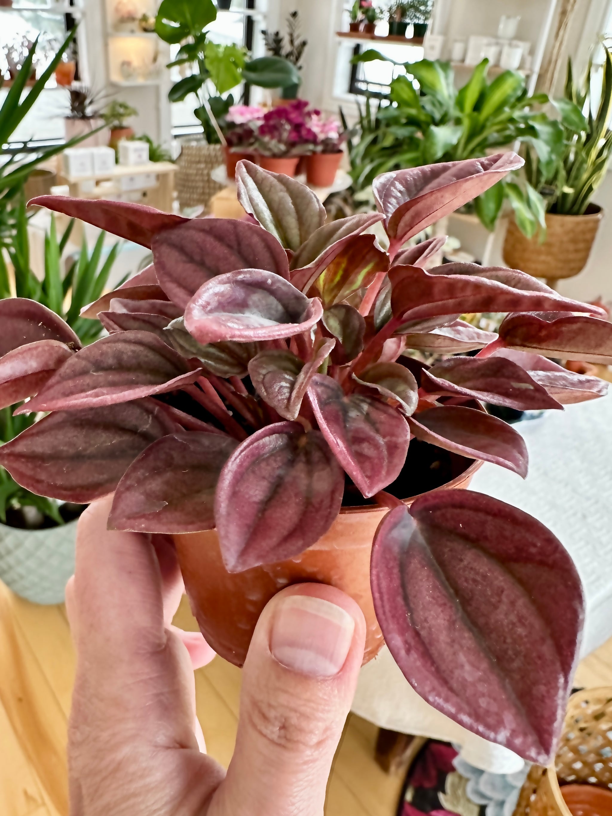 Peperomia caperata 'Cayenne'