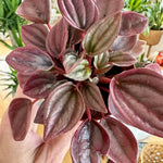 Peperomia caperata 'Cayenne'