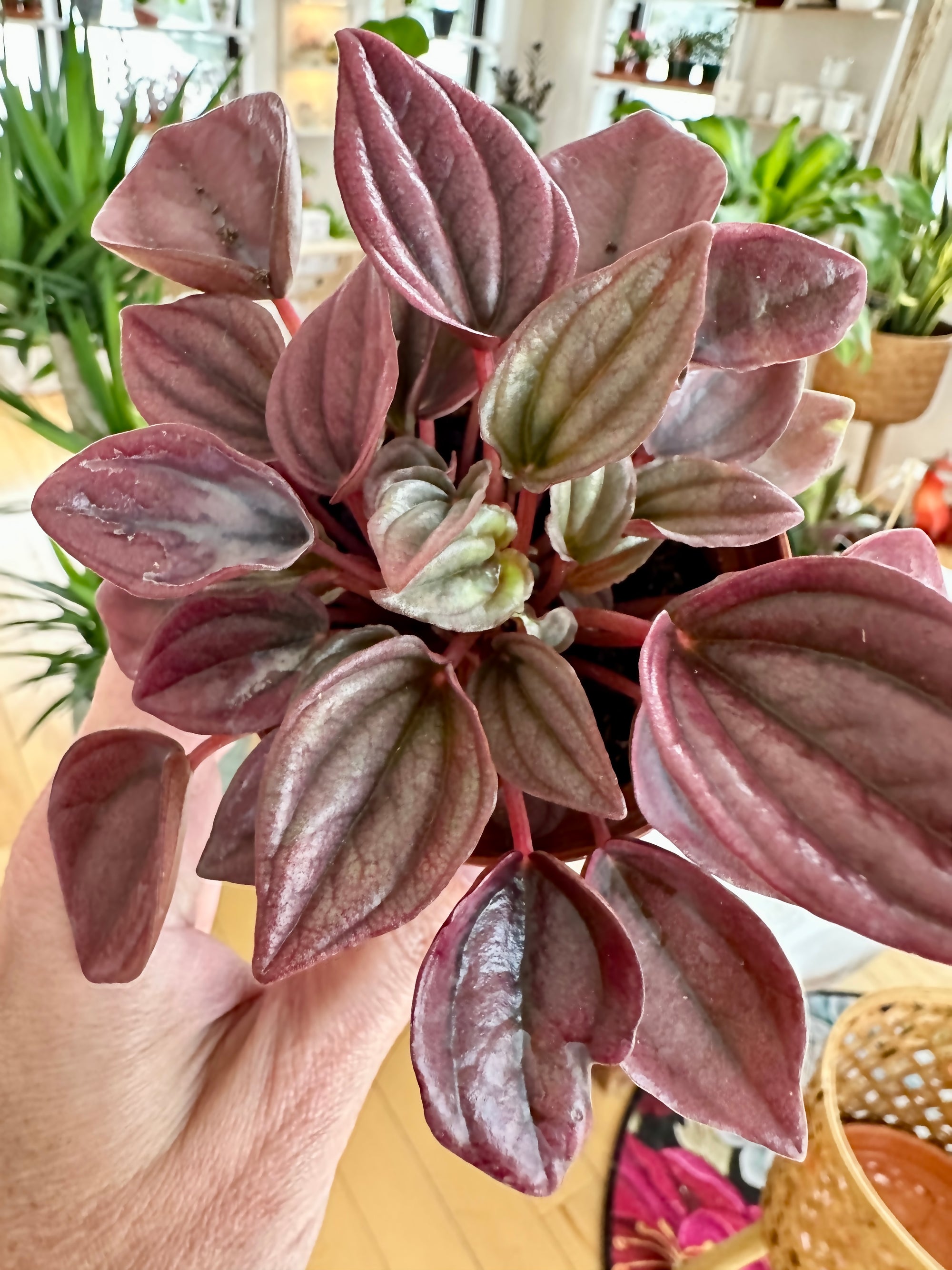Peperomia caperata 'Cayenne'