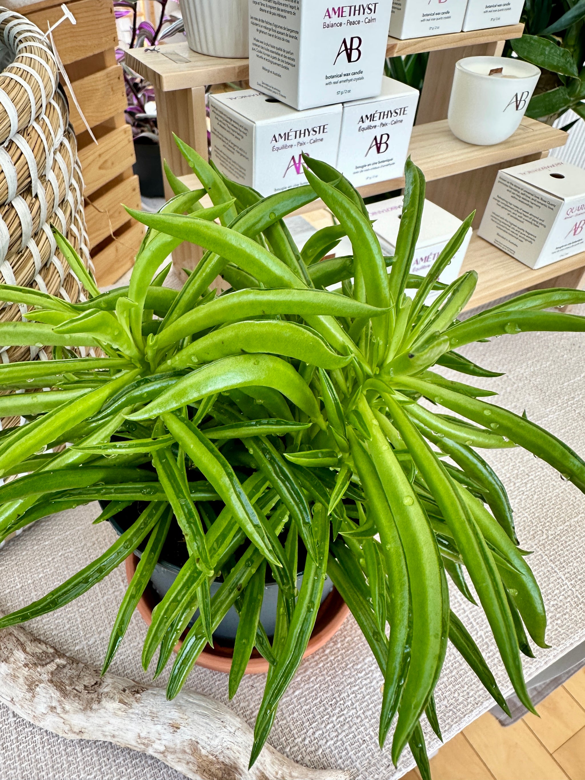 Peperomia ferreyrae 'happy bean'