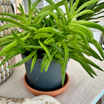 Peperomia ferreyrae 'happy bean'