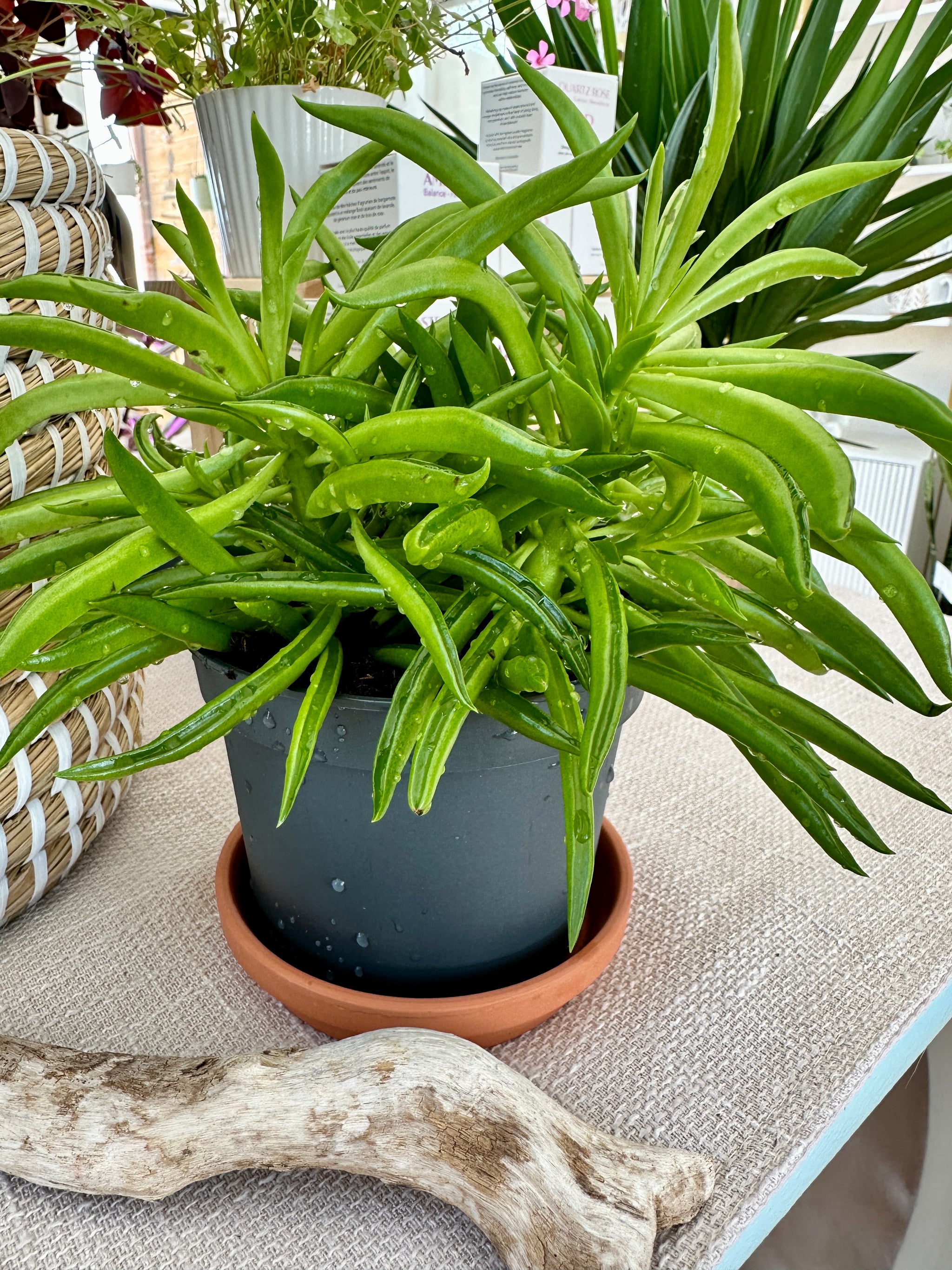 Peperomia ferreyrae 'happy bean'